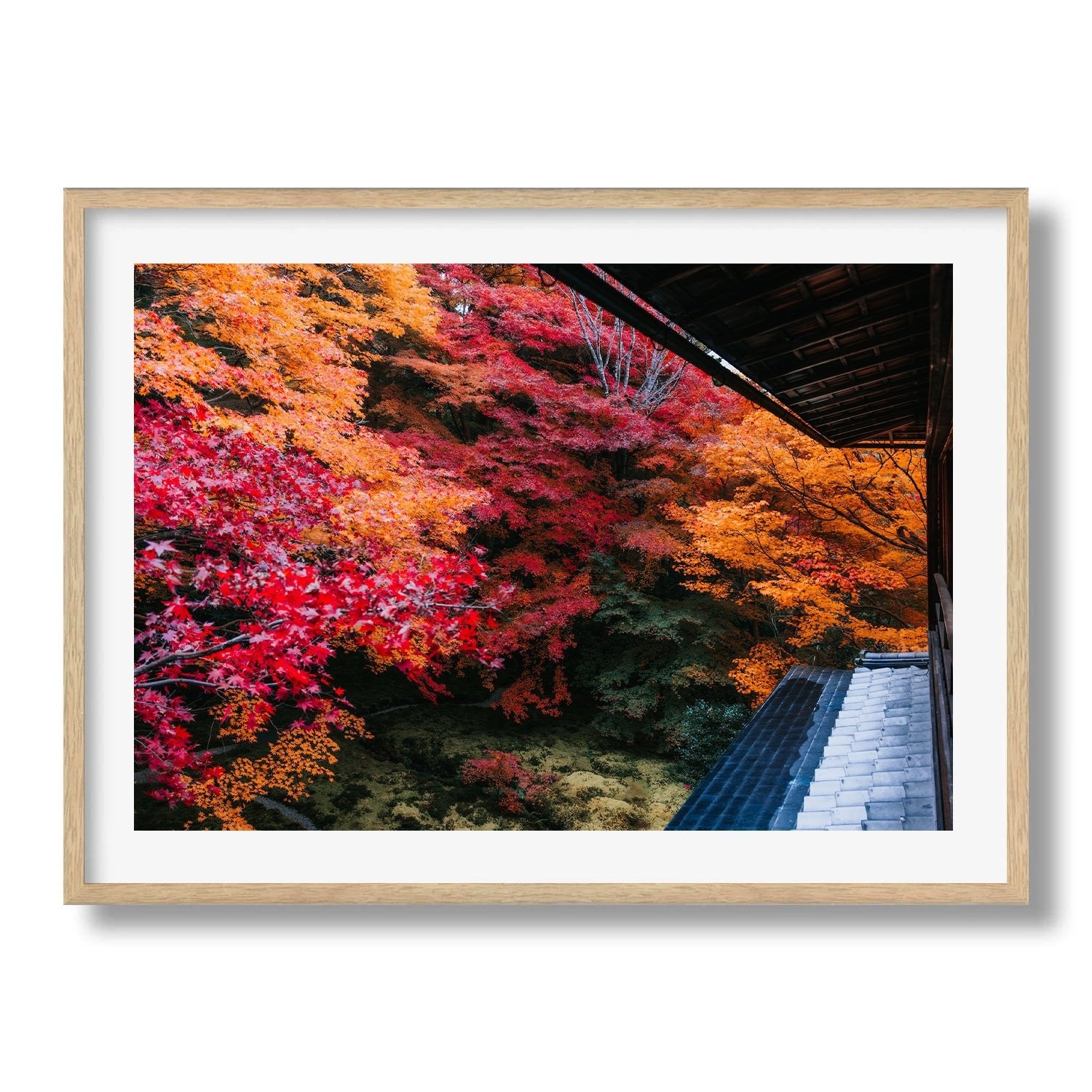 Autumn's Gold: A Japanese Garden Scene IV - Peter Yan Studio