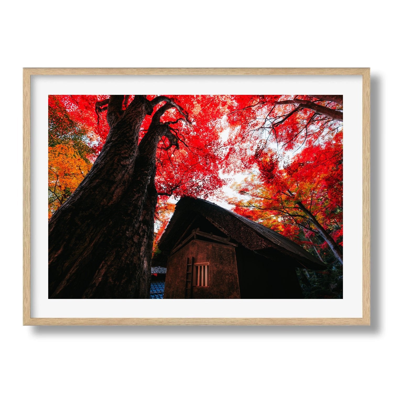 Autumn’s Red Glow in a Japanese Garden I - Peter Yan Studio Framed Photo Print Wall Art