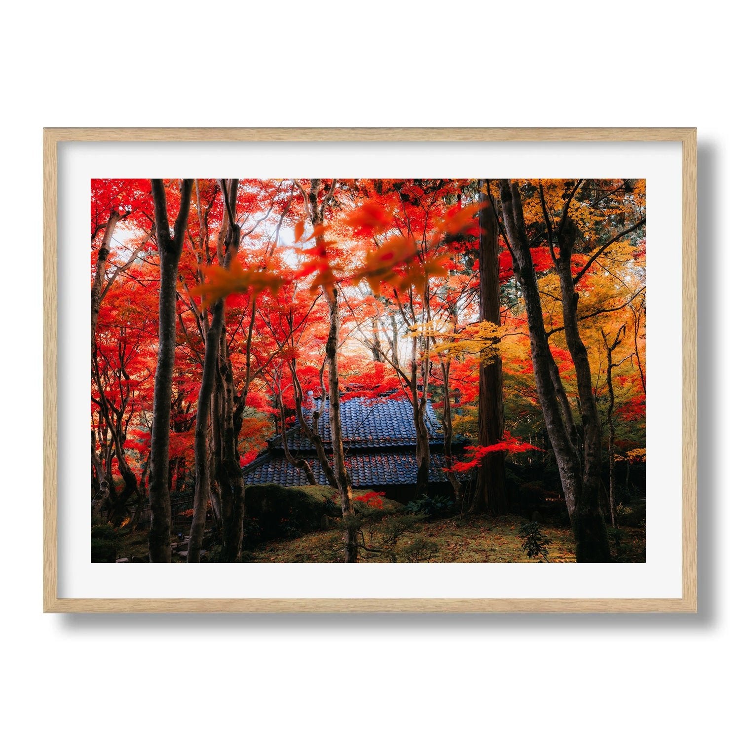 Autumn’s Red Glow in a Japanese Garden III - Peter Yan Studio