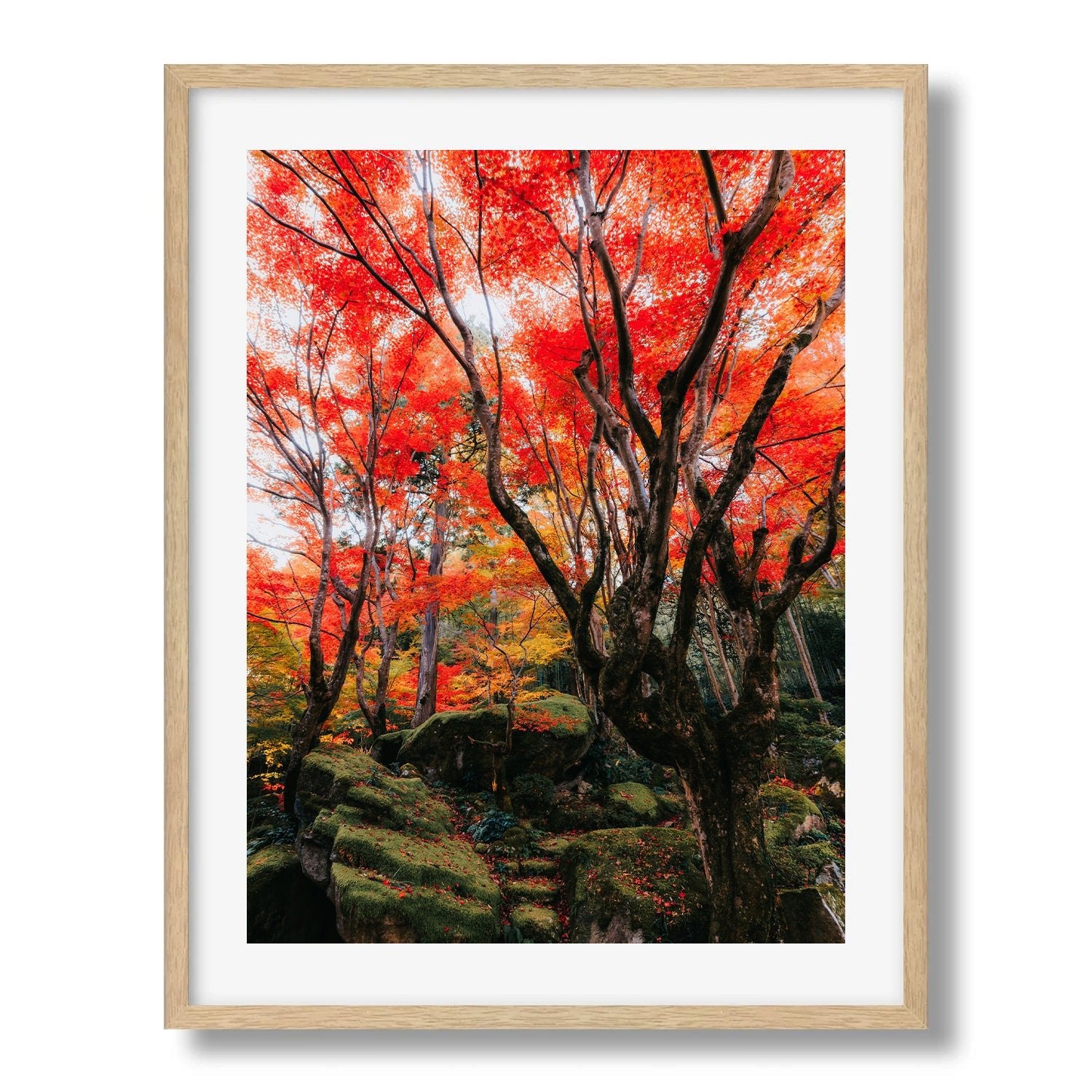 Autumn’s Red Glow in a Japanese Garden IV - Peter Yan Studio Framed Photo Print Wall Art