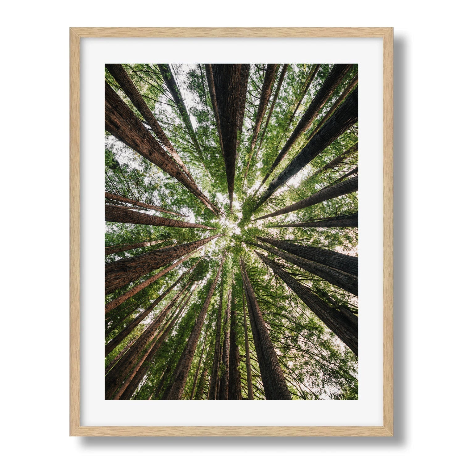 Beneath the Redwood Canopy in Great Otway - Peter Yan Studio Framed Photo Print Wall Art