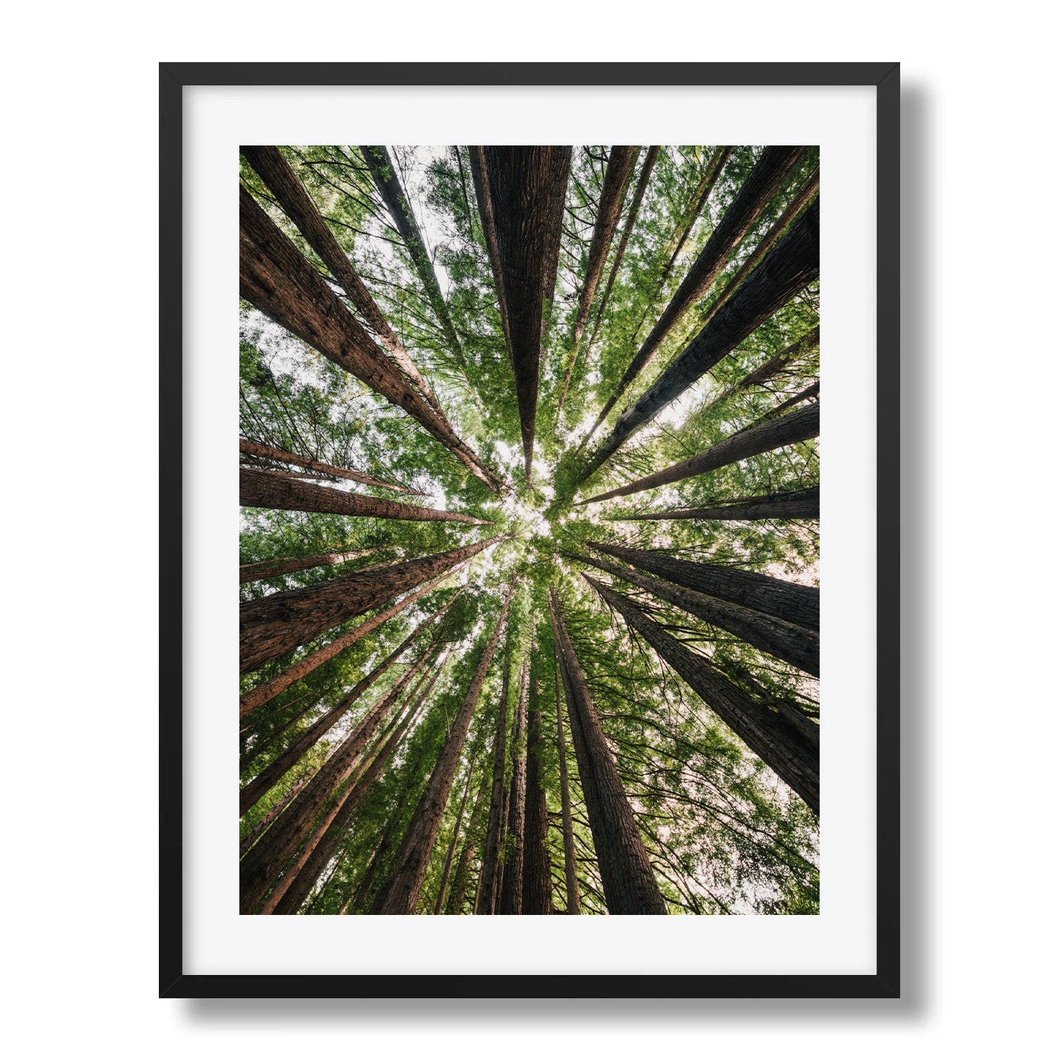 Beneath the Redwood Canopy in Great Otway - Peter Yan Studio Framed Photo Print Wall Art