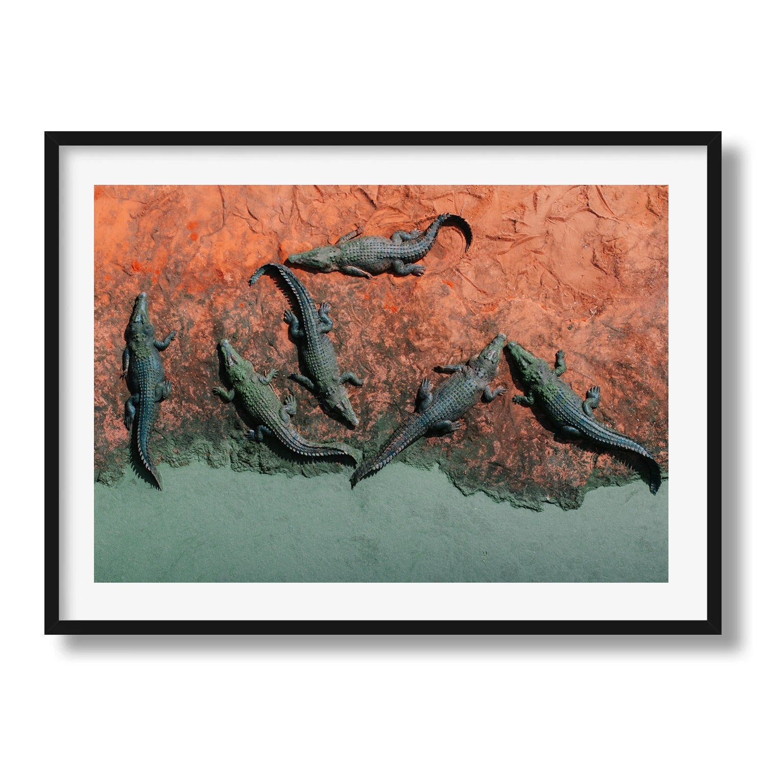 Crocodiles of Broome: Red Earth - Peter Yan Studio Framed Photo Print Wall Art