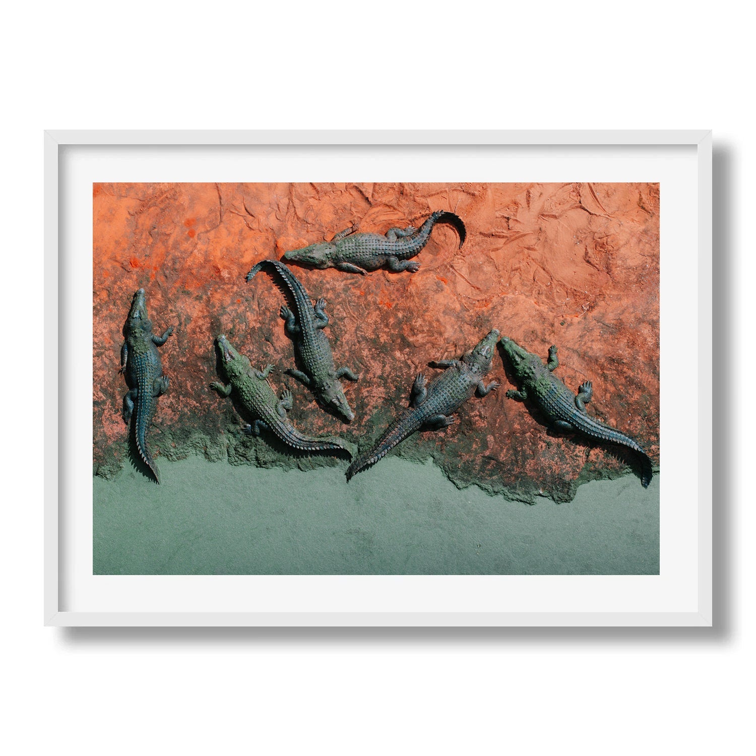 Crocodiles of Broome: Red Earth - Peter Yan Studio Framed Photo Print Wall Art