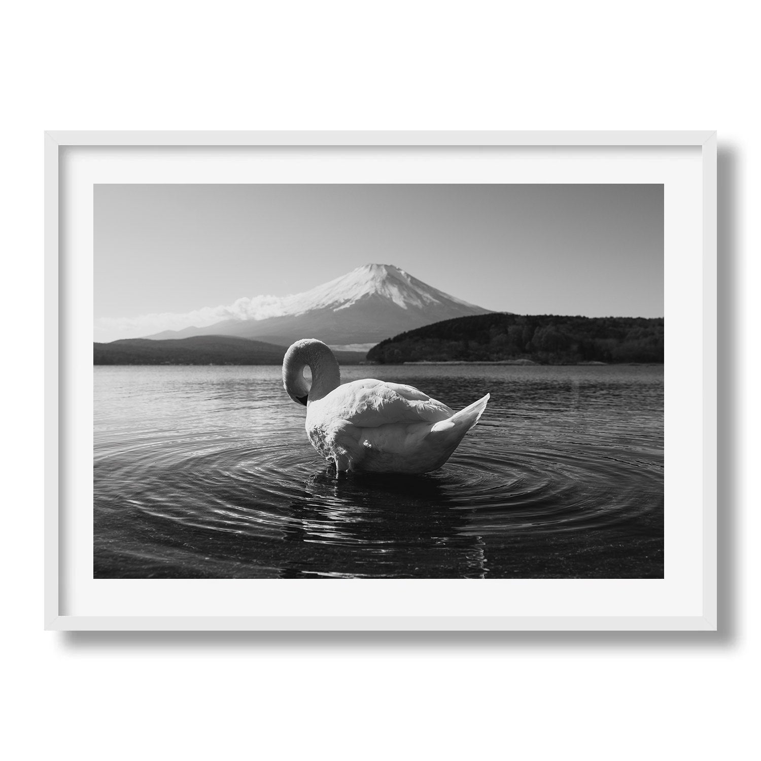 Swan Resting at Mt Fuji in Black and White - Peter Yan Studio Framed Photo Print Wall Art