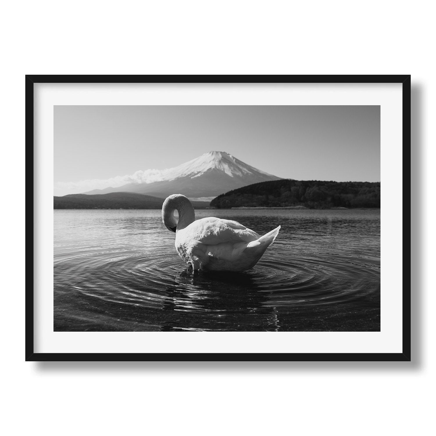 Swan Resting at Mt Fuji in Black and White - Peter Yan Studio Framed Photo Print Wall Art