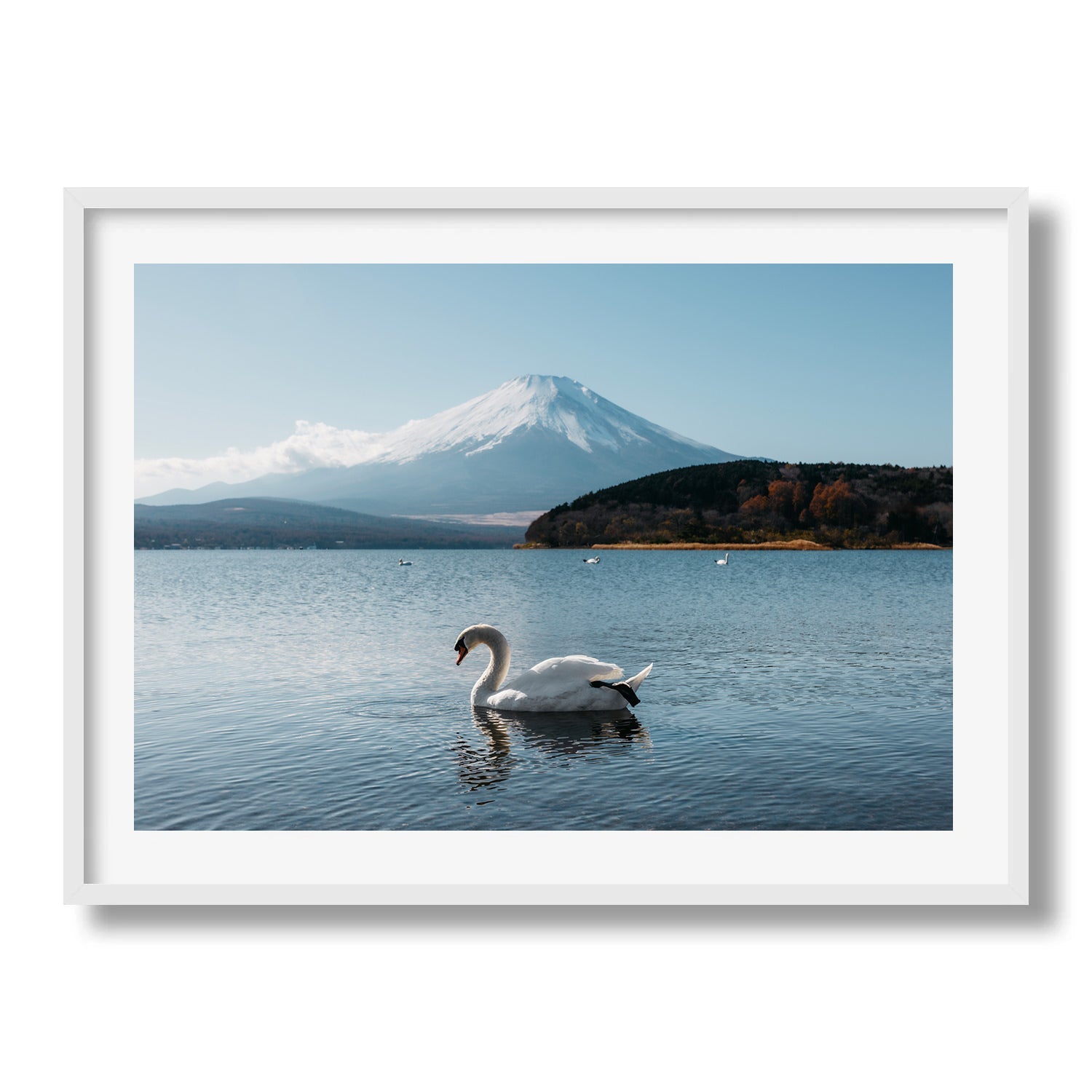 Swan’s Tranquil Glide by Mt Fuji - Peter Yan Studio Framed Photo Print Wall Art