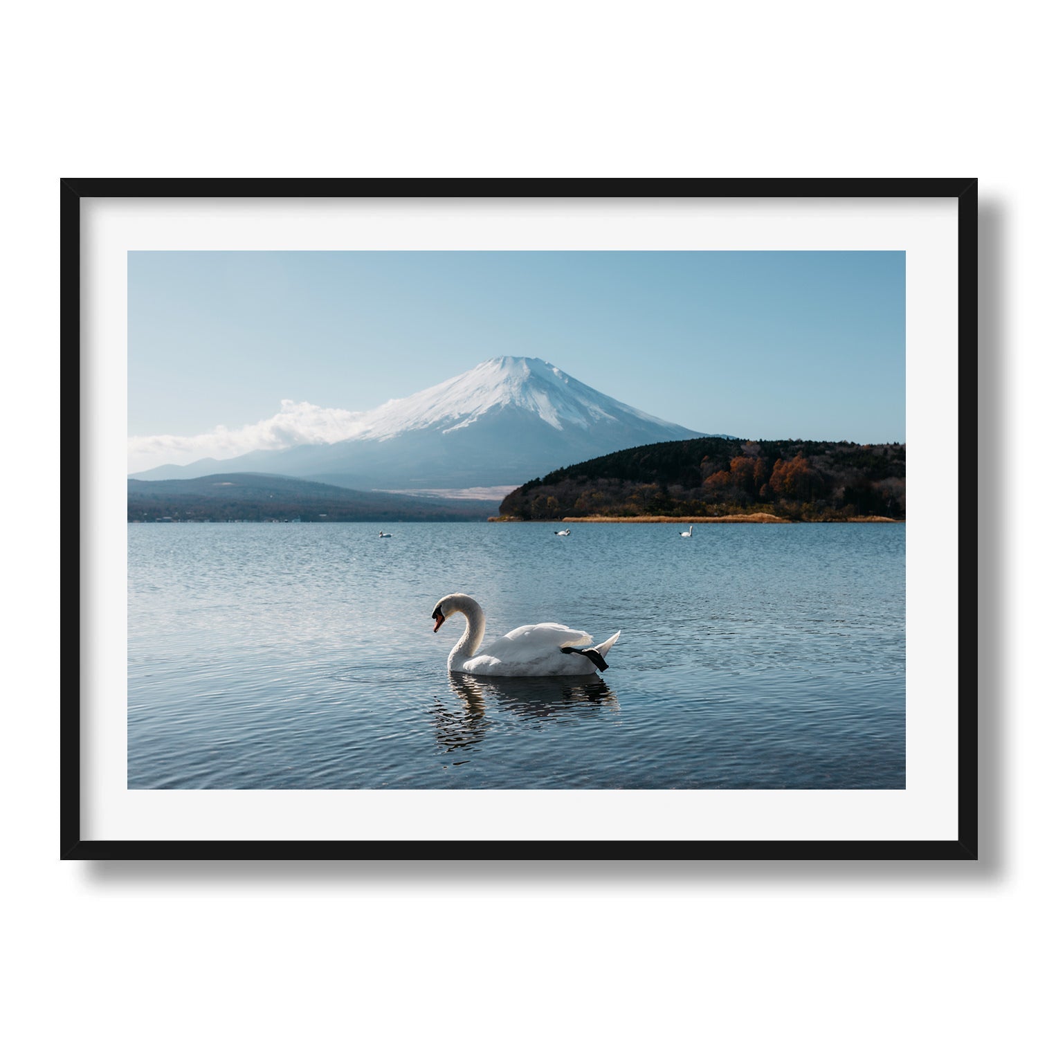 Swan’s Tranquil Glide by Mt Fuji - Peter Yan Studio Framed Photo Print Wall Art